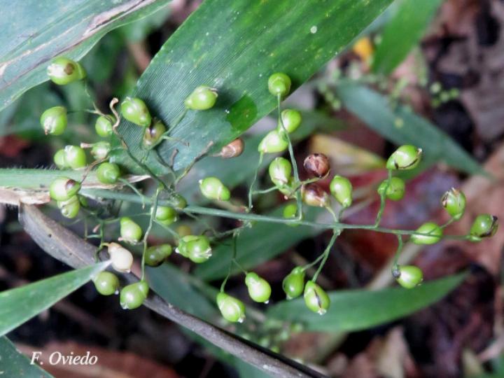 Lasiacis scabrior (Carrizo)