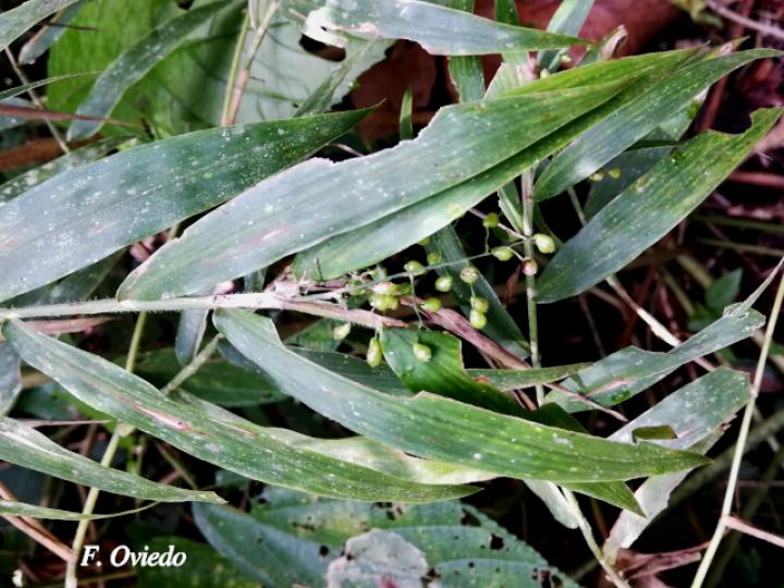 Lasiacis scabrior (Carrizo)