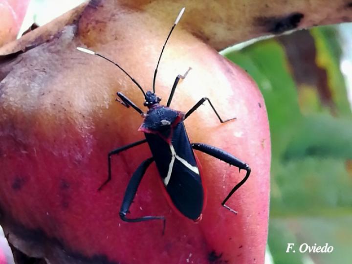Leptoscelis tricolor