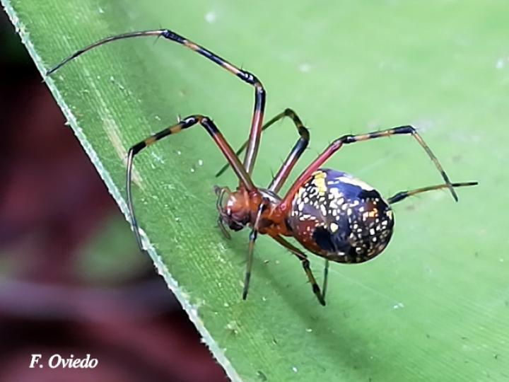 Leucauge venusta (Araña del huerto)