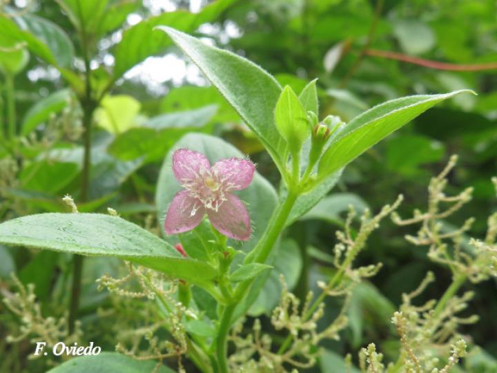 Manettia reclinata