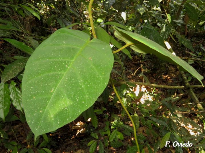 Marsdenia macrophylla