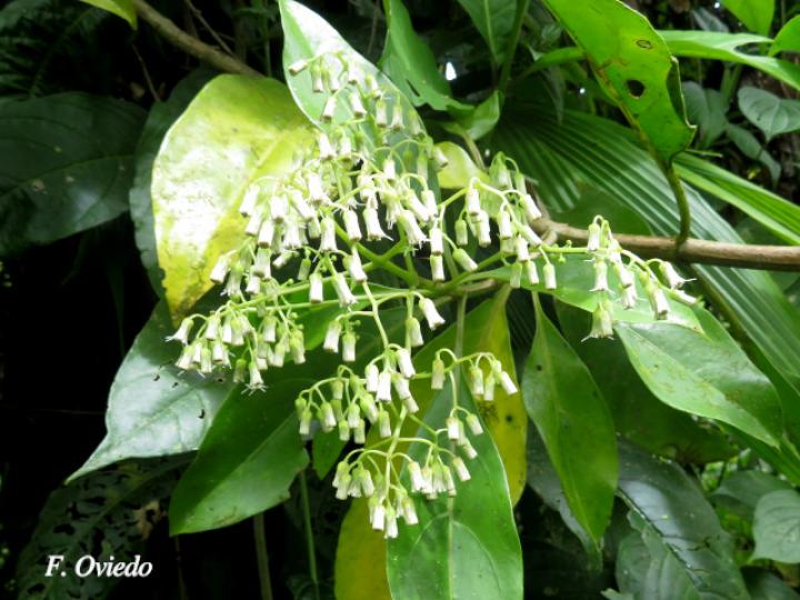 Neomirandea araliifolia
