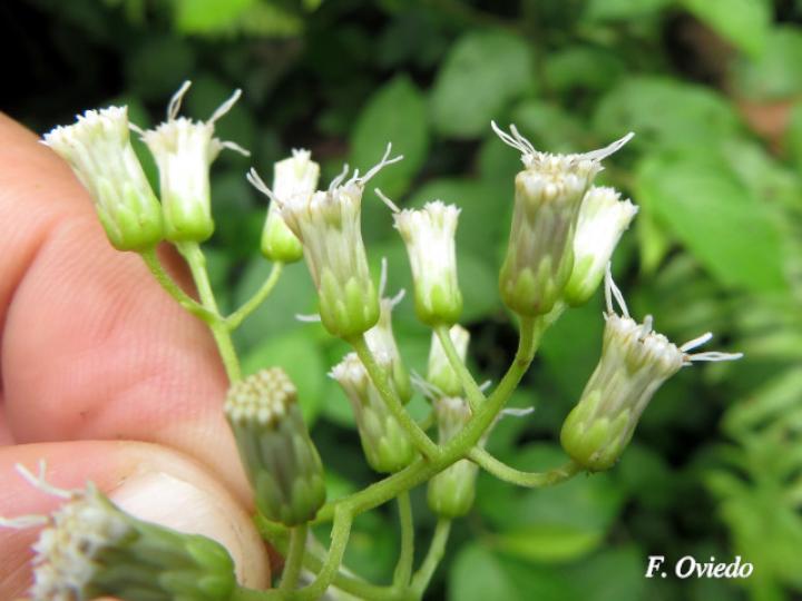 Neomirandea araliifolia