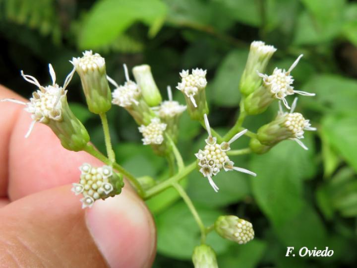 Neomirandea araliifolia