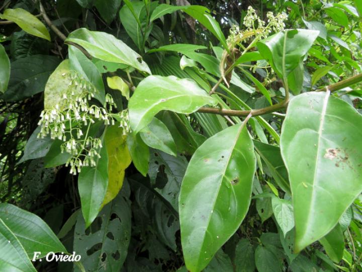 Neomirandea araliifolia