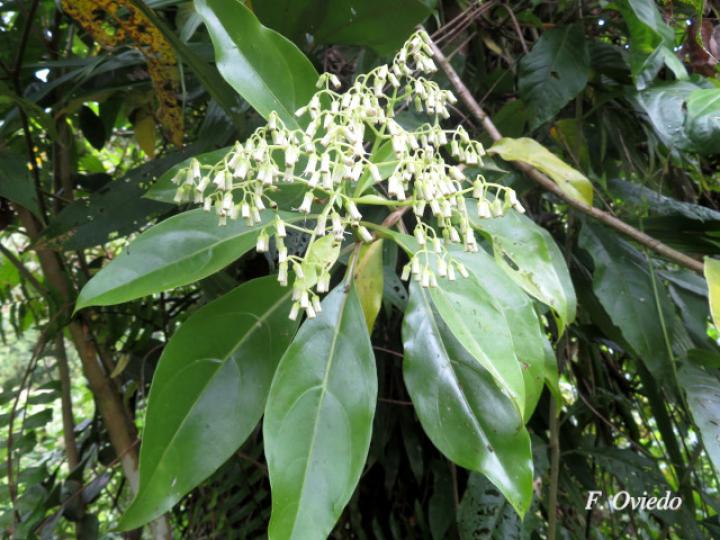 Neomirandea araliifolia