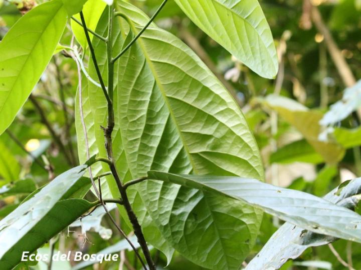 Ocotea dendrodaphne (Aguacatillo)
