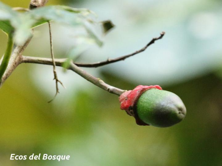 Ocotea dendrodaphne (Aguacatillo)