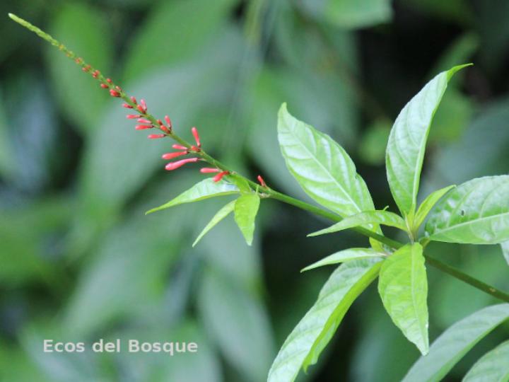 Odontonema tubaeforme (Pavón rojo)