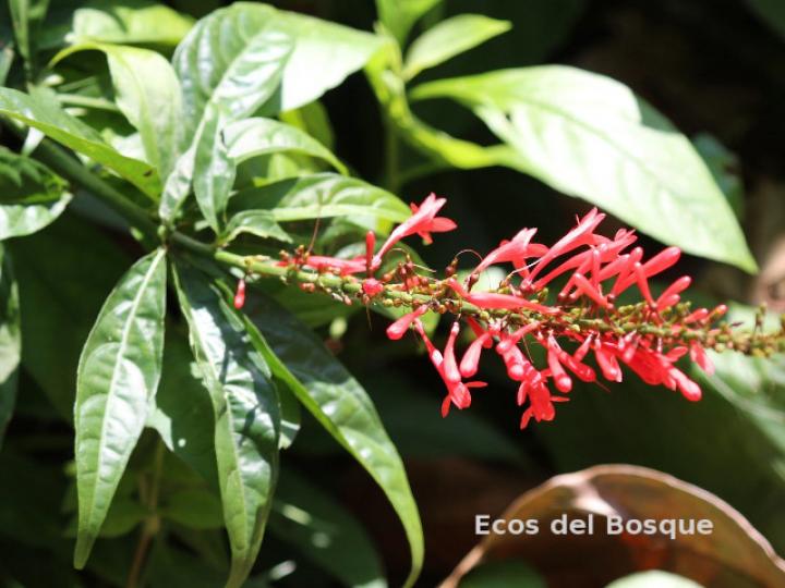 Odontonema tubaeforme (Pavón rojo)