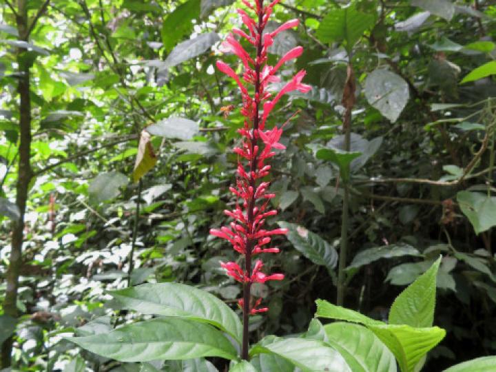 Odontonema tubaeforme (Pavón rojo)