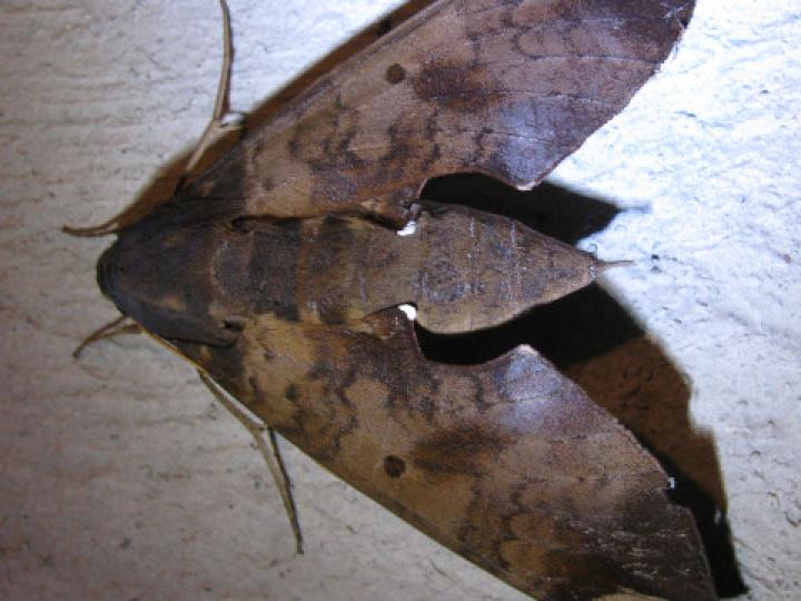 Pachylia ficus (Esfinge de la higuera)