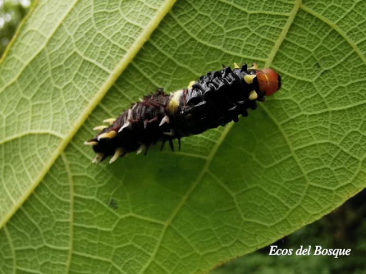 Parides eurimedes mylotes en Aristolochia pilosa