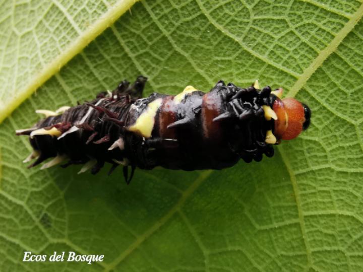 Larva de Parides eurimedes mylotes