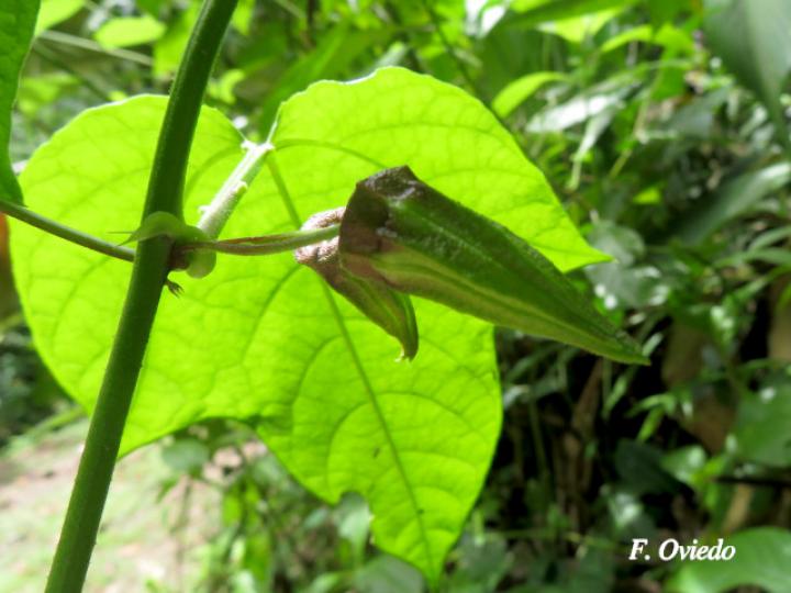 Passiflora lobata