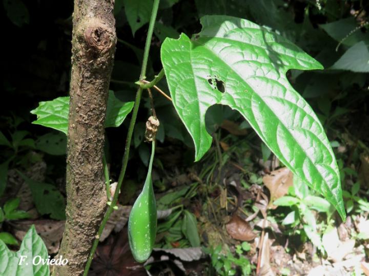 Passiflora lobata