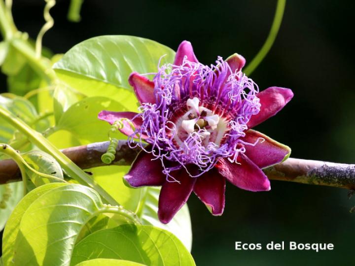Passiflora quadrangularis (Granadilla real)