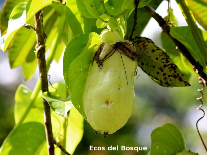 Passiflora quadrangularis (Granadilla real)