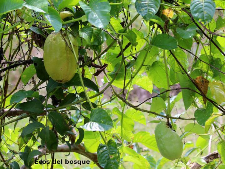 Passiflora quadrangularis (Granadilla real)