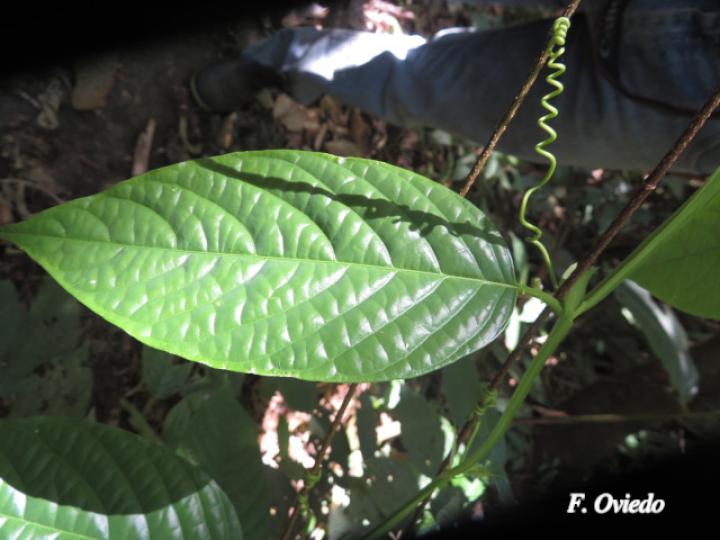 Passiflora quadrangularis (Granadilla real)