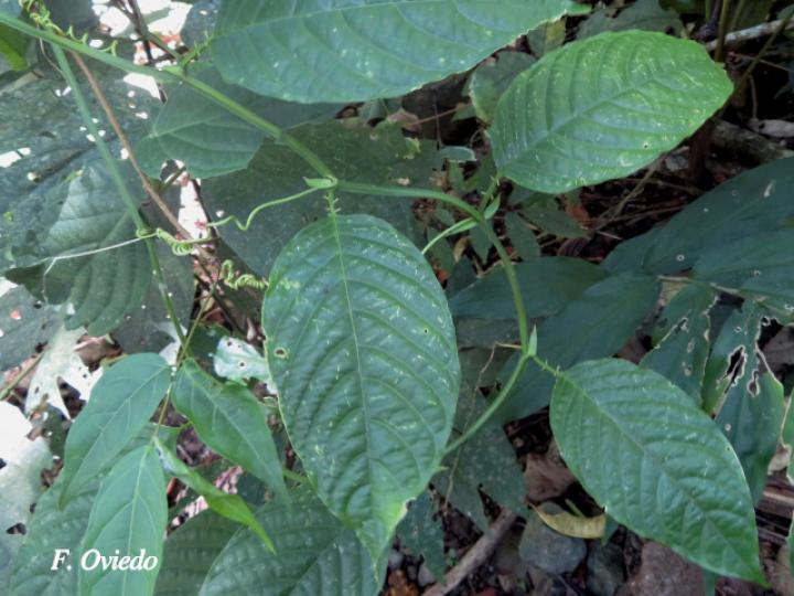 Passiflora quadrangularis (Granadilla real)