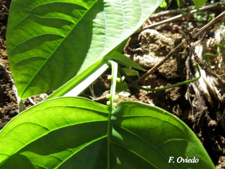 Passiflora quadrangularis (Granadilla real)
