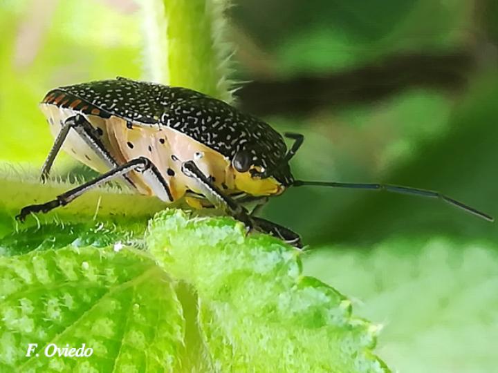 Pellaea stictica (Chinche)