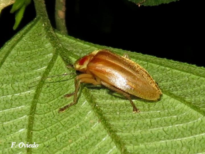 Photuris sp (Luciérnaga)