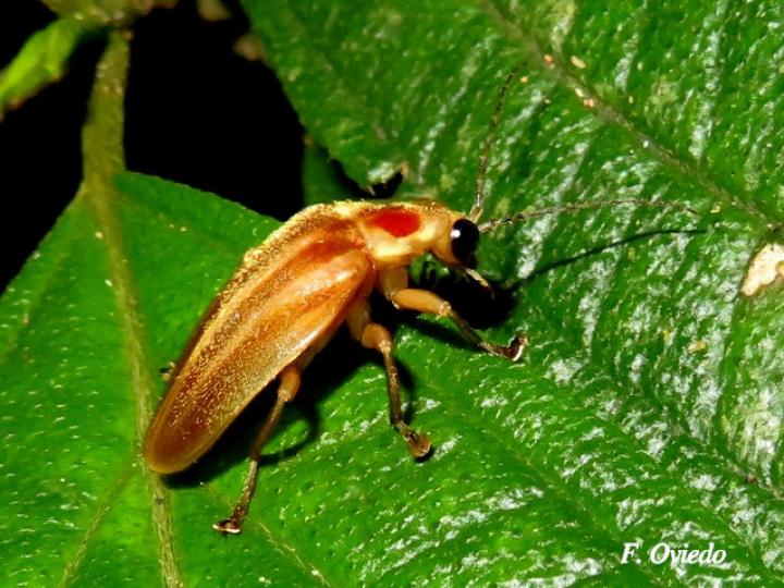 Photuris sp (Luciérnaga)