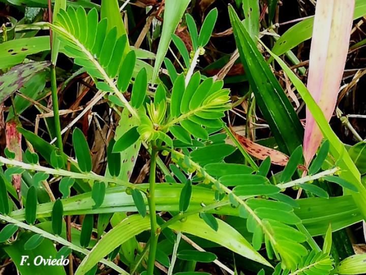 Phyllanthus urinaria (Chancapiedra, Nigua, Riñoncillo)