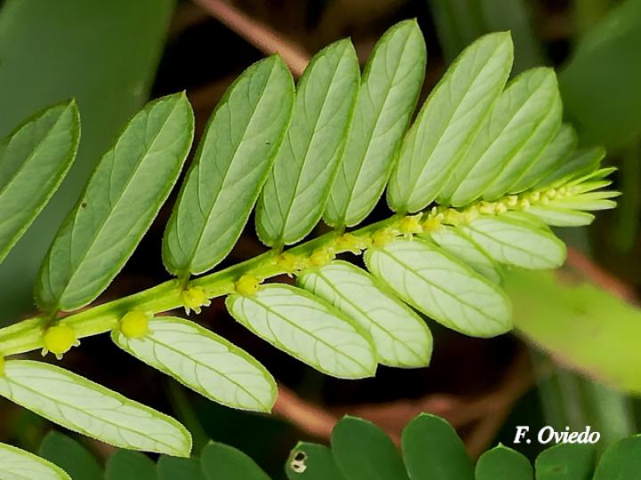 Phyllanthus urinaria (Chancapiedra, Nigua, Riñoncillo)