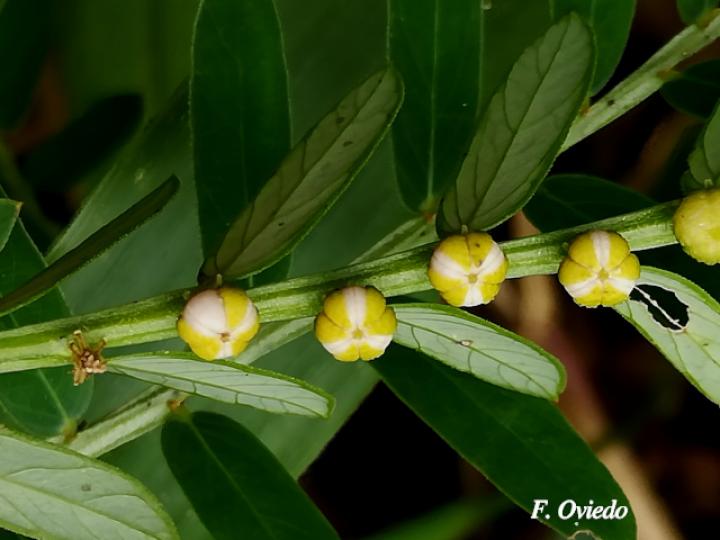 Phyllanthus urinaria (Chancapiedra, Nigua, Riñoncillo)