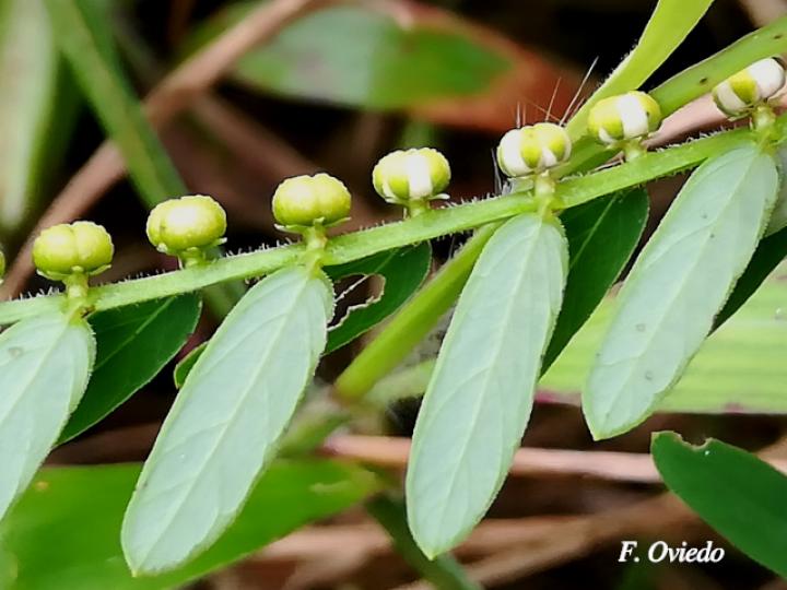 Phyllanthus urinaria (Chancapiedra, Nigua, Riñoncillo)