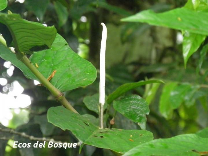 Piper pseudobumbratum