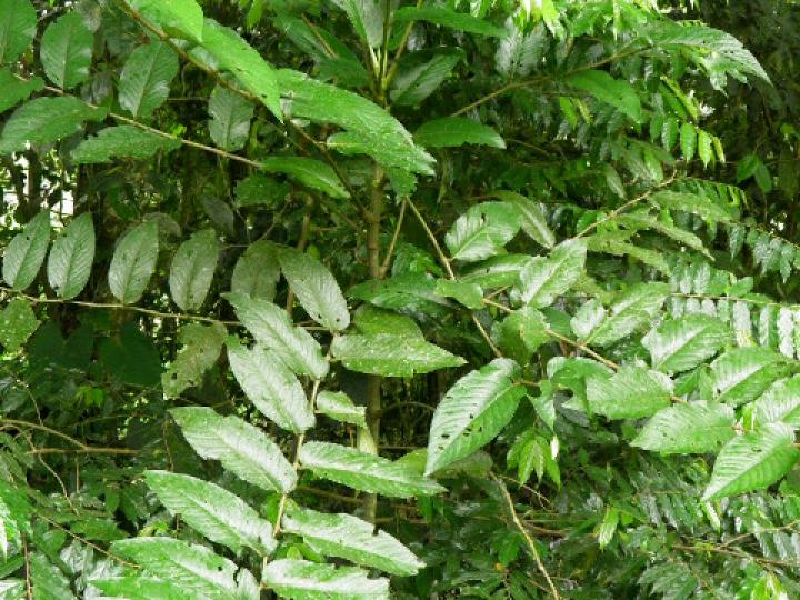 Piper pseudobumbratum