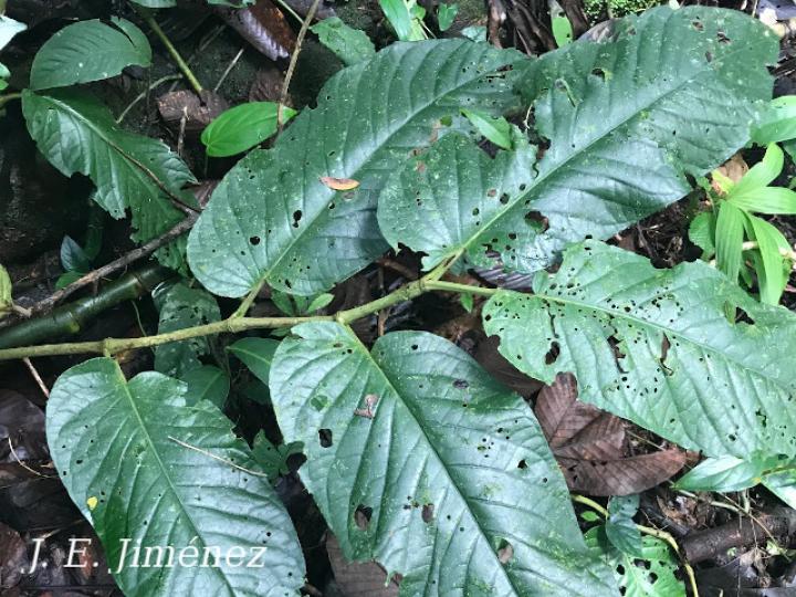 Piper pseudobumbratum