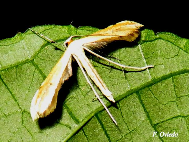 Polilla Pterophoridae (Polilla de pluma)