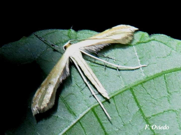 Polilla Pterophoridae (Polilla de pluma)