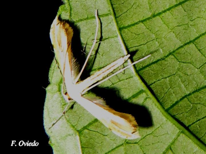 Polilla Pterophoridae (Polilla de pluma)