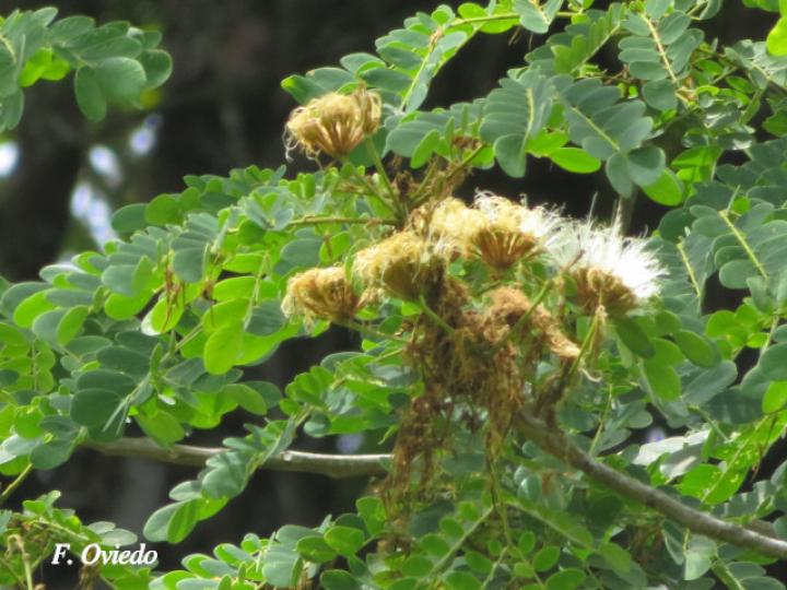 Pseudosamanea guachapele (Cenízaro blanco)