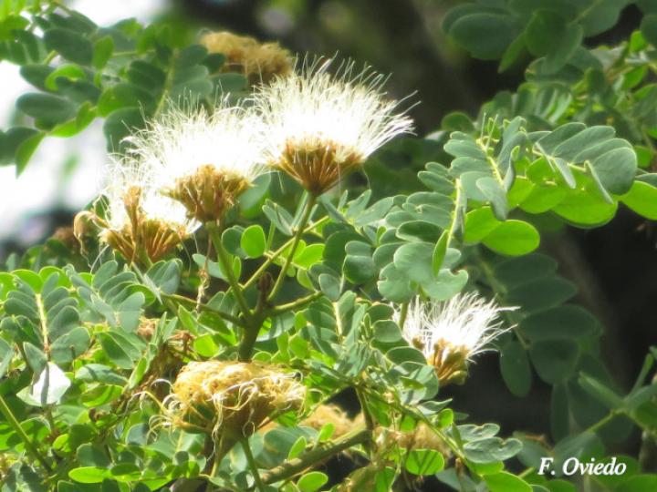 Pseudosamanea guachapele (Cenízaro blanco)