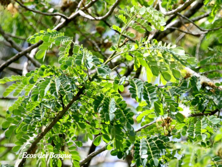 Pseudosamanea guachapele (Cenízaro blanco)