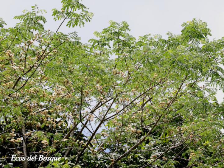 Pseudosamanea guachapele (Cenízaro blanco)