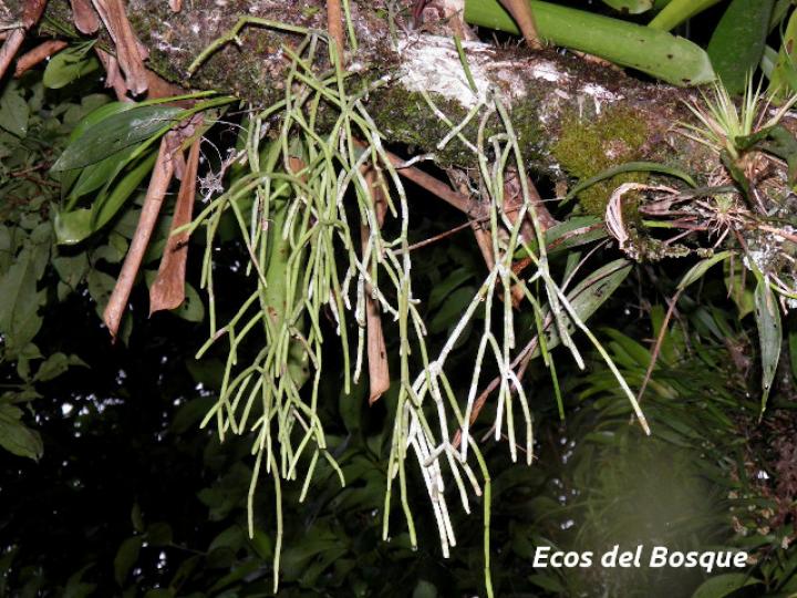 Rhipsalis baccifera (Solda con solda)