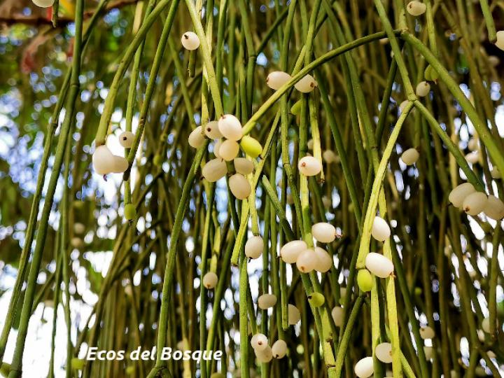 Rhipsalis baccifera (Solda con solda)