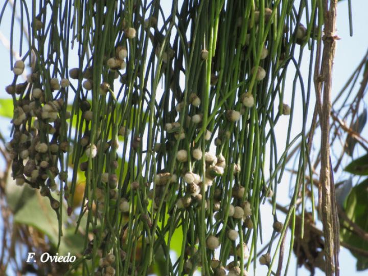 Rhipsalis baccifera (Solda con solda)
