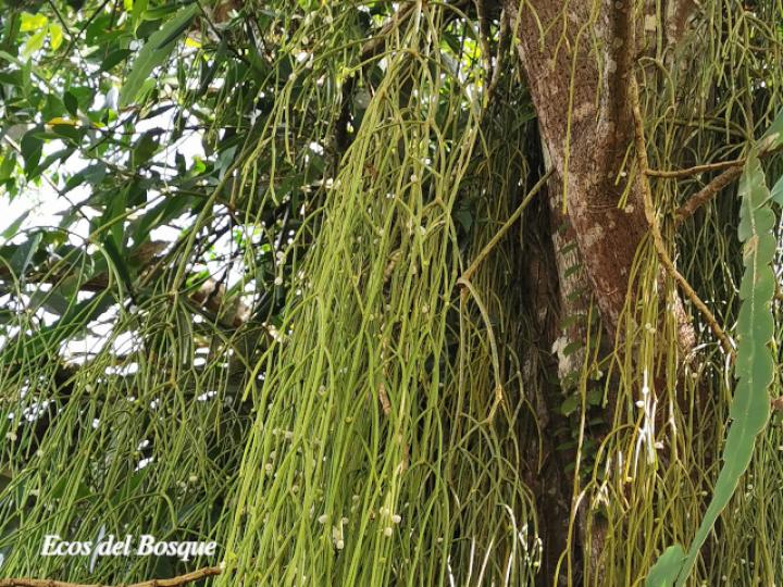 Rhipsalis baccifera (Solda con solda)