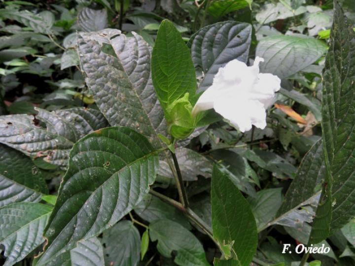 Ruellia tetrastichantha (Corteza de venado)