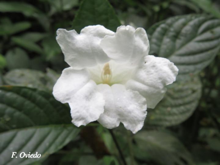 Ruellia tetrastichantha (Corteza de venado)